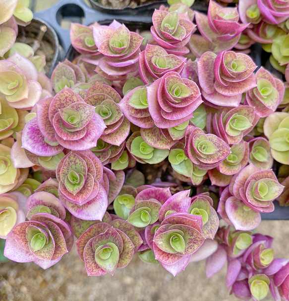 桃色カリシア 多肉植物 花植木 観葉植物 その他素材 プクニク 通販 
