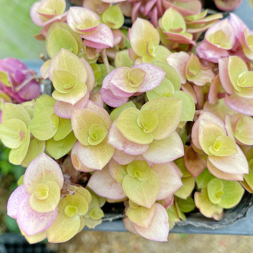 桃色カリシア 多肉植物 花植木 観葉植物 その他素材 プクニク 通販 