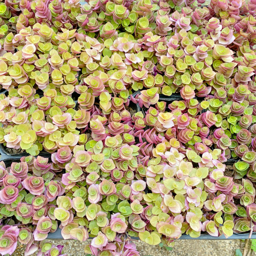 桃色カリシア 多肉植物 花植木 観葉植物 その他素材 プクニク 通販 