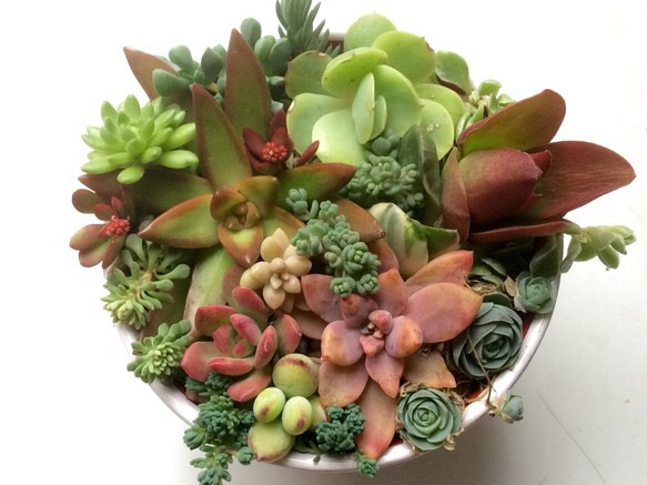 寄せ植え17種①☆多肉植物☆ その他素材 プクニク 通販 896793｜Creema