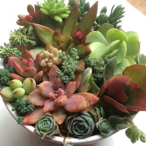 寄せ植え17種①☆多肉植物☆ その他素材 プクニク 通販 896793｜Creema