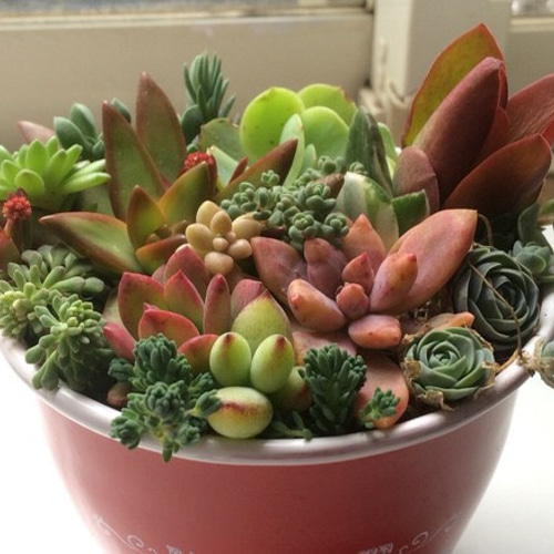 寄せ植え17種①☆多肉植物☆ その他素材 プクニク 通販 896793｜Creema