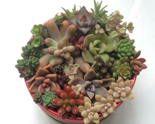 寄せ植え18種②☆多肉植物☆ その他素材 プクニク 通販 905529