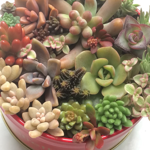 寄せ植え18種②☆多肉植物☆ その他素材 プクニク 通販 905529