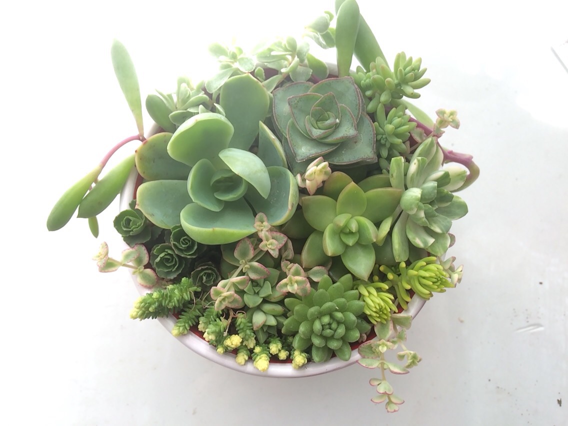 寄せ植え13種☆グリーン系☆多肉植物☆ その他素材 プクニク