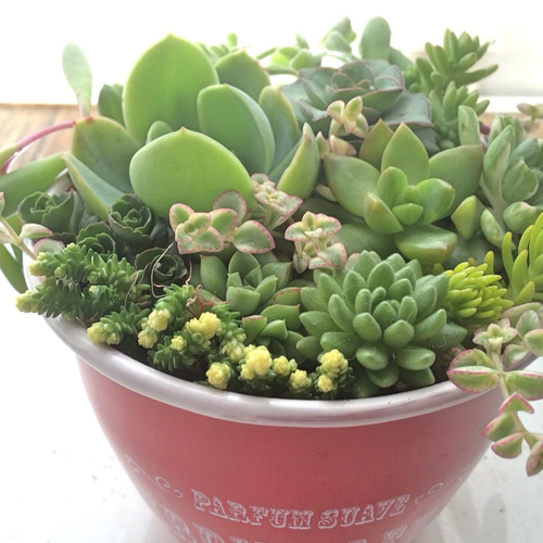 寄せ植え13種☆グリーン系☆多肉植物☆ その他素材 プクニク