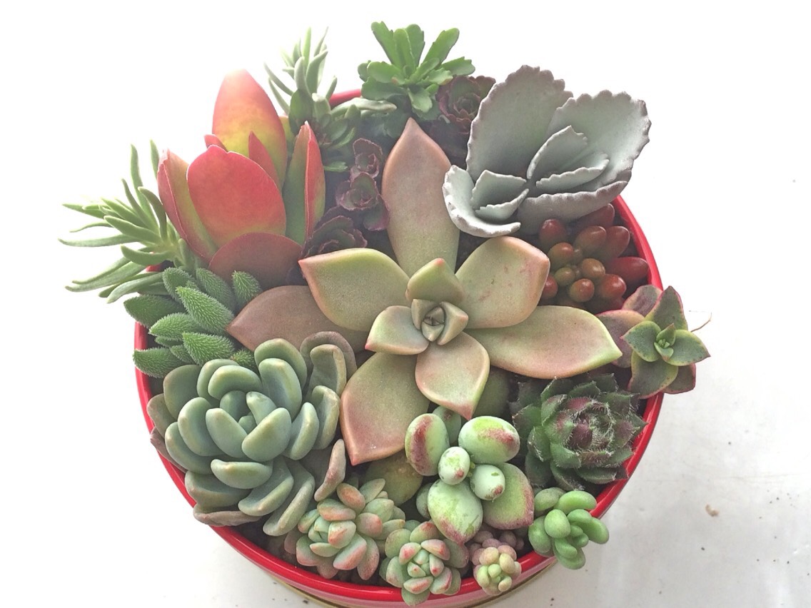 多肉植物　寄せ植え 寄せ植え14種☆多肉植物☆ その他素材 プクニク 通販 942057