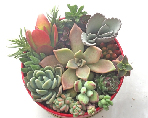 その他多肉植物 choco 楽天市場】【当店農場生産】○多肉植物 エケベリア 玉胡蝶 7.5