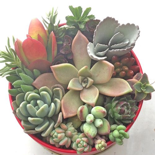 多肉植物　寄せ植え♩°＊ 寄せ植え14種☆多肉植物☆ その他素材 プクニク 通販 942057