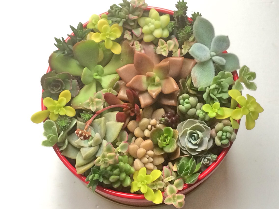 寄せ植え20種☆多肉植物☆ その他素材 プクニク 通販 954487