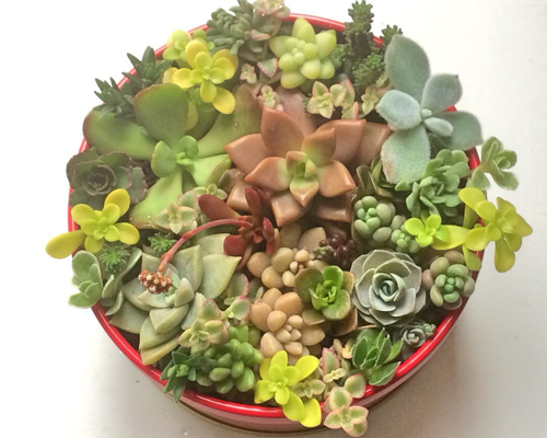 多肉植物　ディビット　① セダム クラッスラ デービット 多肉植物 2.5号/1個売り グランド