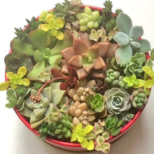 寄せ植え20種☆多肉植物☆ その他素材 プクニク 通販 954487