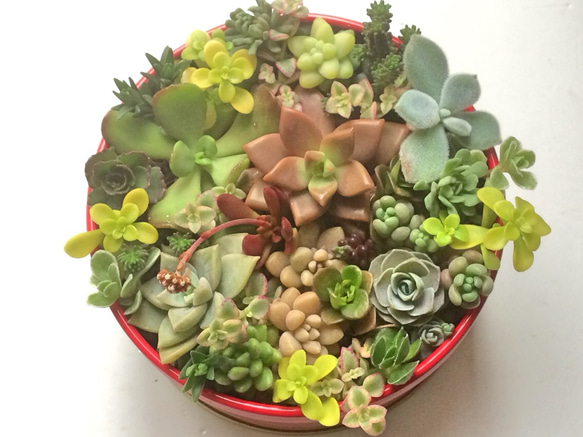❤️専用ページ❤️多肉植物の寄せ植え❤️ 2021.8.27 . 優しい緑の寄せ植えさん🪴 . . #多肉植物 #多肉植物
