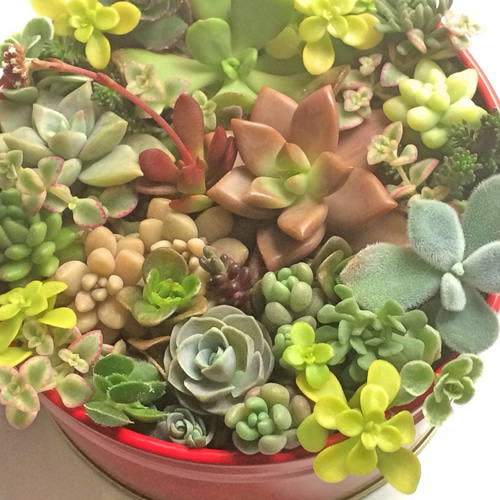 寄せ植え20種☆多肉植物☆ その他素材 プクニク 通販 954487