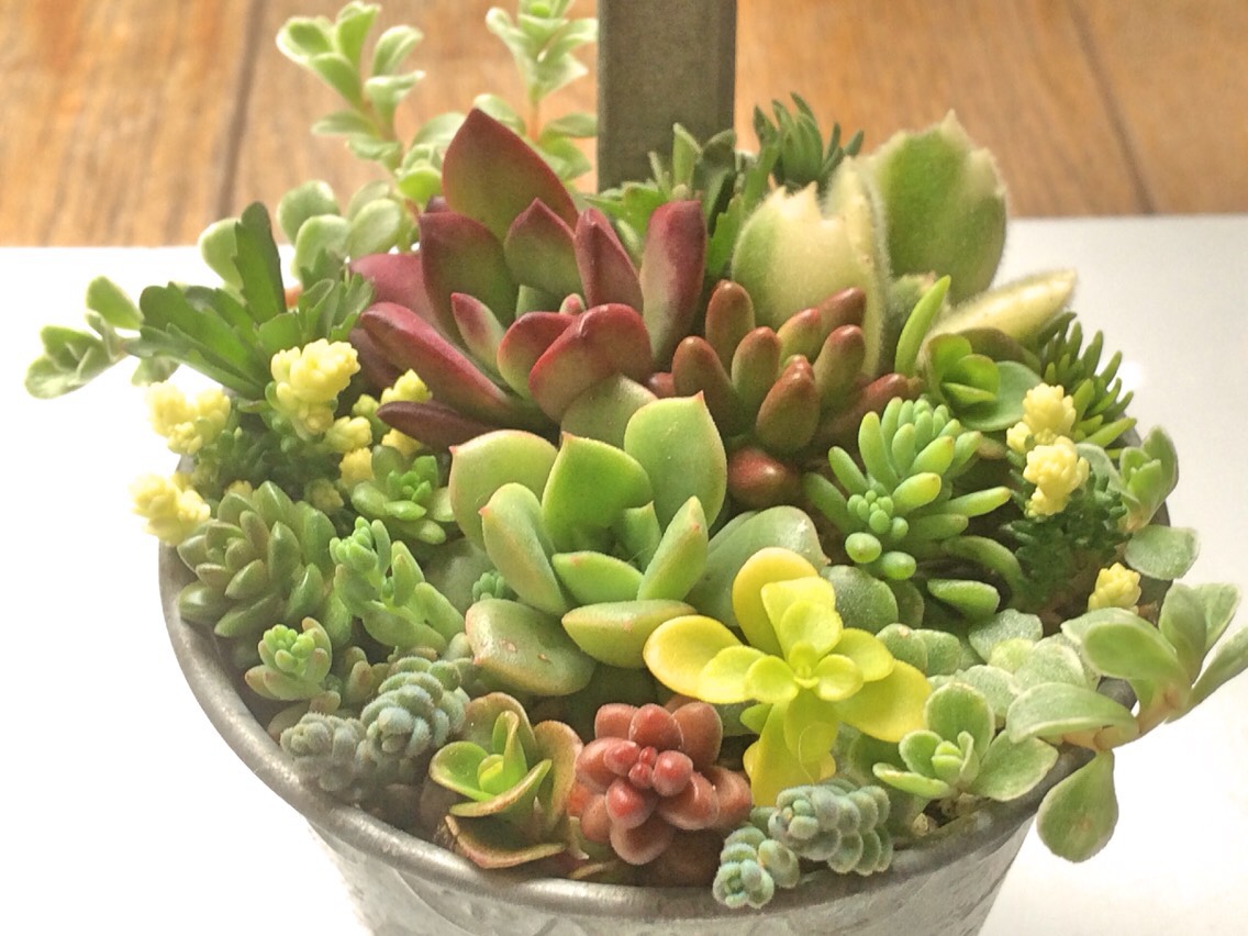 多肉植物 寄せ植え いろいろ N's Style Garden 〜陶器&多肉植物〜 | 寄せて植えてみた