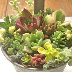 多肉植物　寄せ植え♩°＊ 多肉植物＊寄せ植え 多肉植物 ＊N＊ 通販 5096789｜Creema(クリーマ)