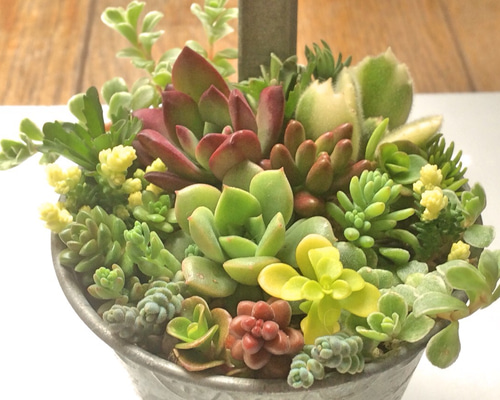 多肉植物　寄せ植え　小物入れ 寄せ植え15種☆レア種☆多肉植物☆ その他素材 プクニク 通販