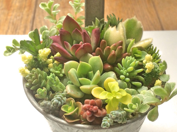寄せ植え15種☆レア種☆多肉植物☆ その他素材 プクニク 通販 954499