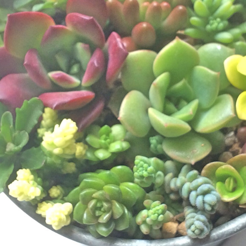 寄せ植え15種☆レア種☆多肉植物☆ その他素材 プクニク 通販 954499