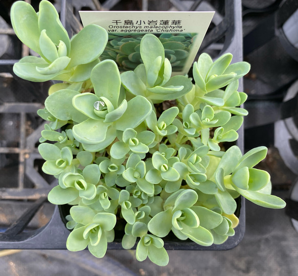 千島小岩蓮華 多肉植物 その他素材 プクニク 通販 9549287