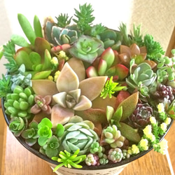 ★多肉 寄せ植え flower 29bike★ 351 [Enjoy the cuteness of spring] A succulent arrangement