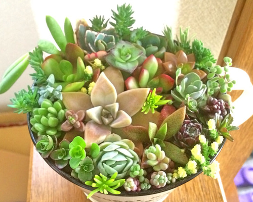 多肉植物 BIG傘型 寄せ植え 拘り