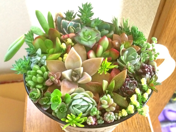 寄せ植え26種☆多肉植物☆ その他素材 プクニク 通販 956728｜Creema