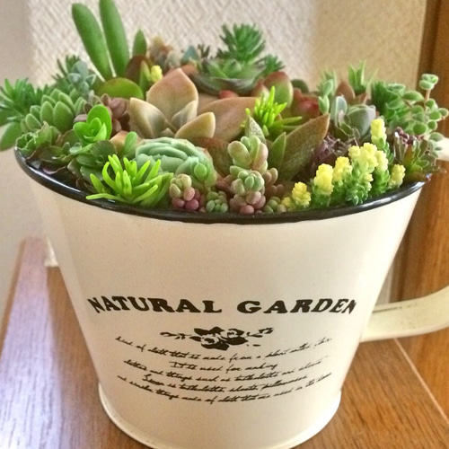 多肉植物 寄せ植え いろいろ 多肉植物寄せ植え（寄植えのメンテナンス✨） | CAINZ DIY Square