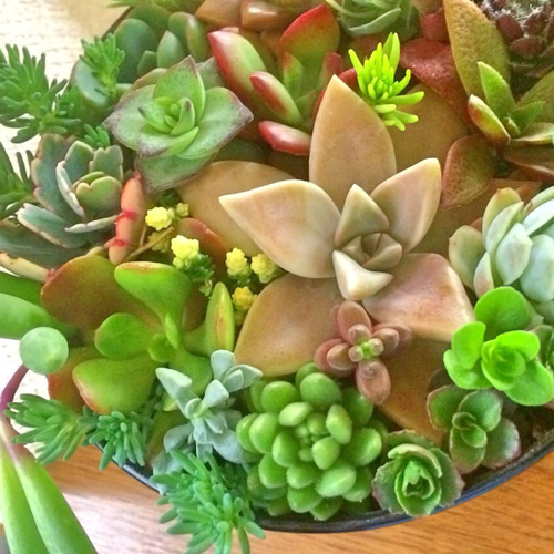 寄せ植え26種☆多肉植物☆ その他素材 プクニク 通販 956728｜Creema