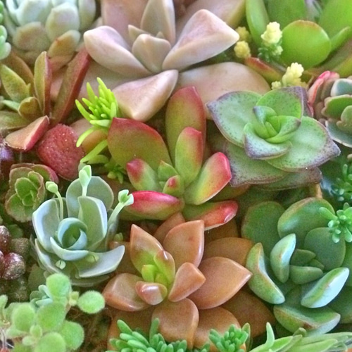 ひい❣️多肉植物寄せ植え❣️ 私の推し苗🌱 #サンシャインローズ 好みが分かれそうな苗ですが