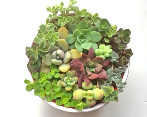 寄せ植え13種☆多肉植物☆ その他素材 プクニク 通販 964723｜Creema