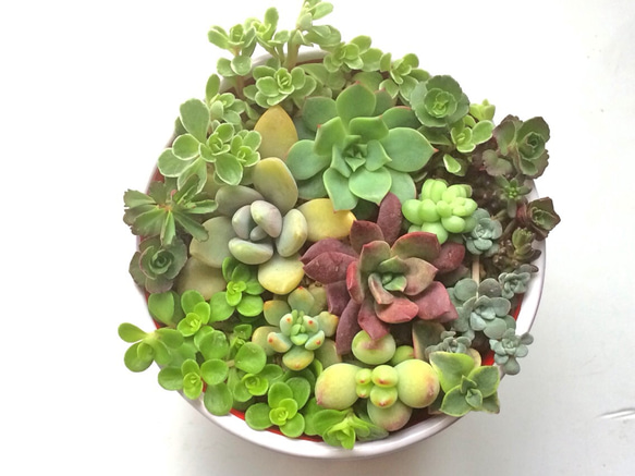 寄せ植え13種☆多肉植物☆ その他素材 プクニク 通販 964723
