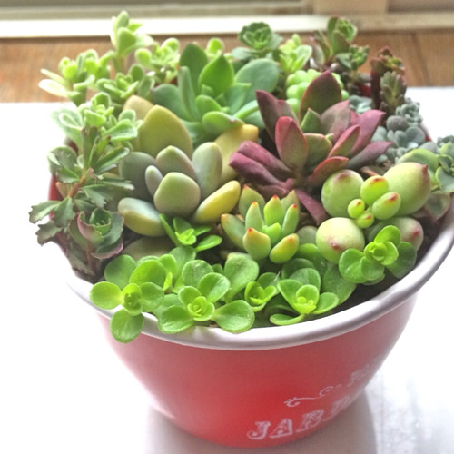寄せ植え13種☆多肉植物☆ その他素材 プクニク 通販 964723｜Creema