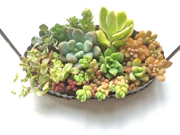 多肉植物　寄せ植え 多肉植物寄せ植え 一寸鉢セットA 多肉植物 ちいさな多肉屋Rinrin