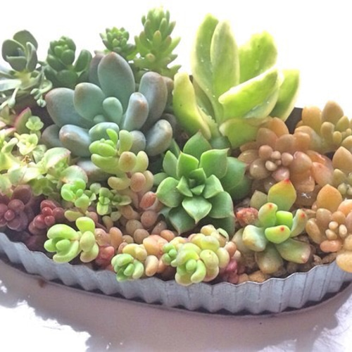 多肉寄せ植え2点セット 137 多肉植物寄せ植えセット - メルカリ