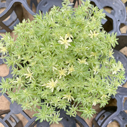 ミルクゥージ セダム 多肉植物 その他素材 プクニク 通販 9823160