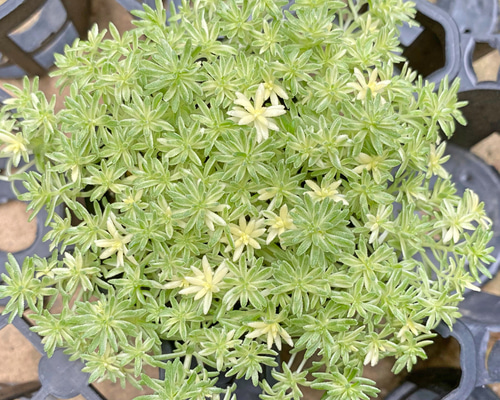 ミルクゥージ セダム 多肉植物 その他素材 プクニク 通販 9823160