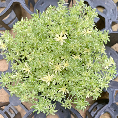 ミルクゥージ セダム 多肉植物 その他素材 プクニク 通販 9823160