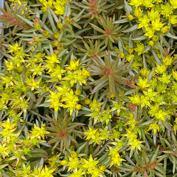 チョコレートボール　多肉植物 2枚目の画像