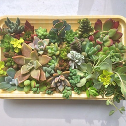 多肉弁当　普及種セット③ 多肉弁当☆寄せ植え30種類☆ その他素材 プクニク 通販 987484｜Creema