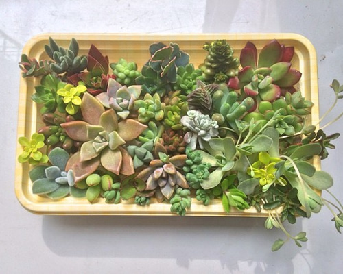多肉弁当☆寄せ植え30種類☆ その他素材 プクニク 通販｜Creema(クリーマ)