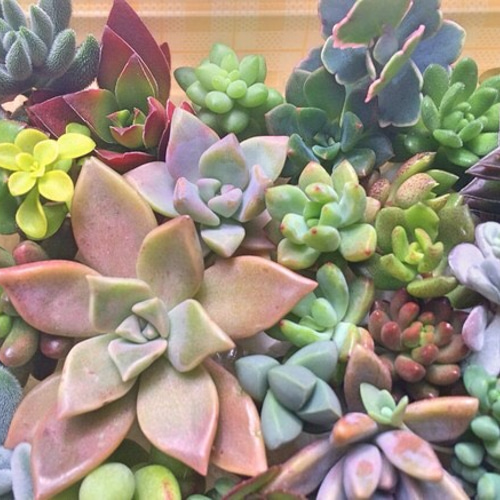 多肉弁当☆寄せ植え30種類☆ その他素材 プクニク 通販 987484｜Creema