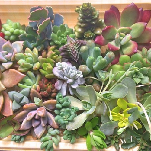 多肉弁当☆寄せ植え30種類☆ その他素材 プクニク 通販｜Creema(クリーマ)