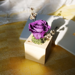 和風玫瑰小盆栽-深紫色 第4張的照片