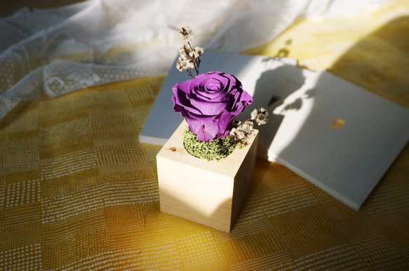 和風玫瑰小盆栽-深紫色 第4張的照片