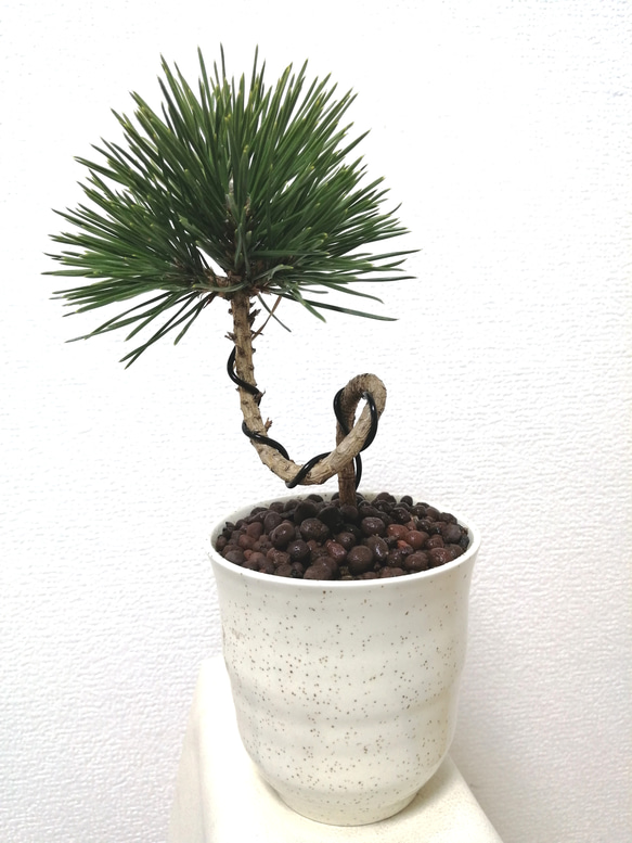 ねじり黒松 和風陶器鉢 盆栽仕立て アートフラワー T's Room ねじり黒松 和風陶器鉢 盆栽仕立て アートフラワー T's Room