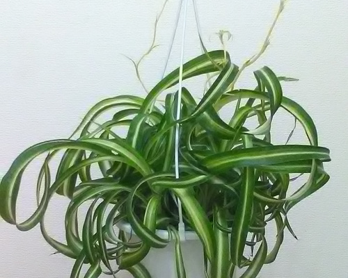 オリヅルラン ボニー 大型株 オリヅルラン ボニー 大型株 オリヅルラン