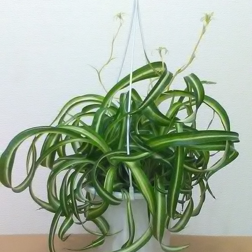カール・オリヅルラン「ボニー」大株 吊鉢 アートフラワー T's Room