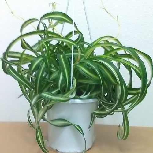 オリヅルラン ボニー 大型株 オリヅルラン ボニー 大型株 2 オリヅルラン ボニー 大型株