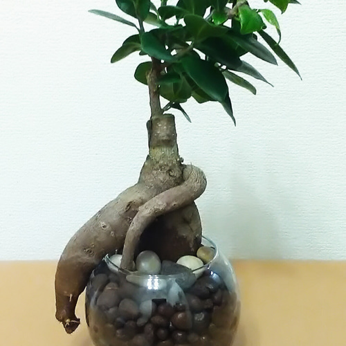 石付ガジュマル 激レア！最高級 ガジュマル 石付き 盆栽 奄美大島産 C